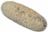 Cut & Polished Fossil Cycadophyte Cone (Half) #346863-1